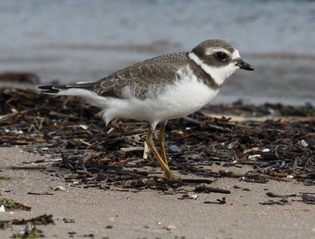 Semipalmated Plover photo #3
