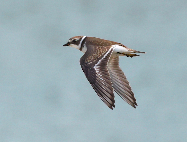 Semipalmated Plover (juvenile in flight)