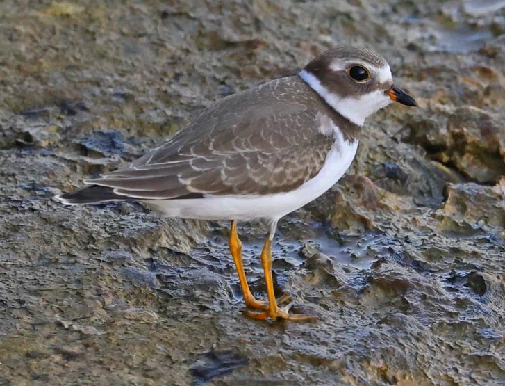 Semipalmated Plover photo #1