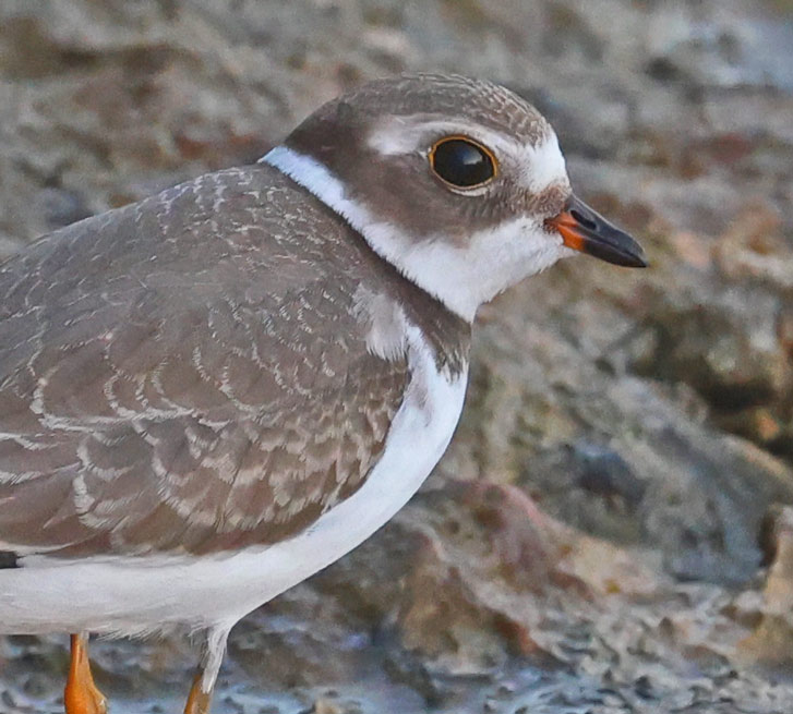 Semipalmated Plover photo #2