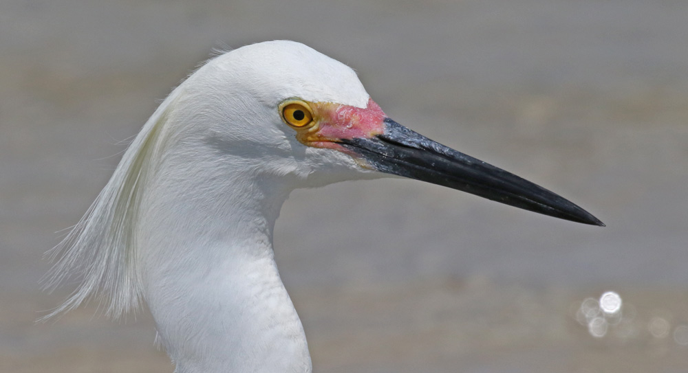 Snowy Egret photo #3
