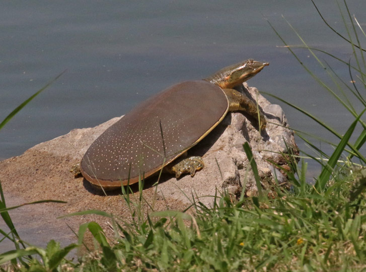 Guadalupe Softshell Turtle
