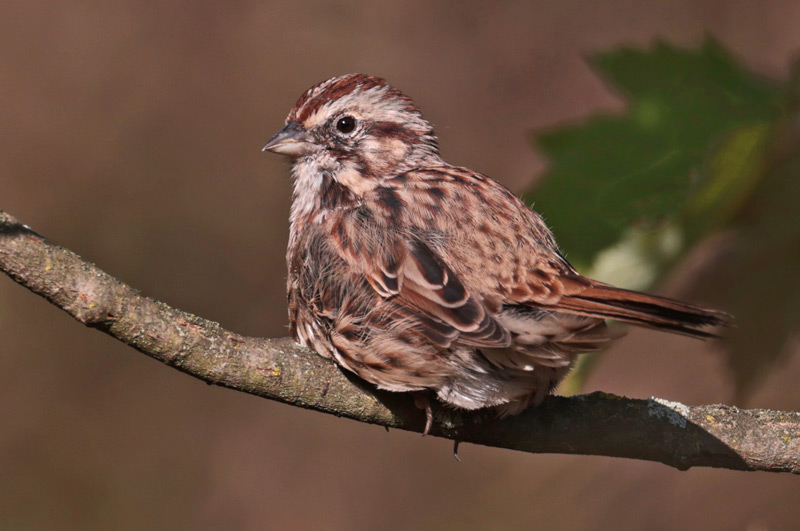 Song Sparrow Photo 6