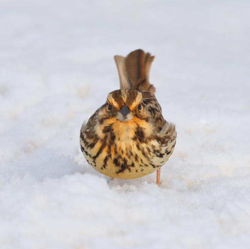 Song Sparrow