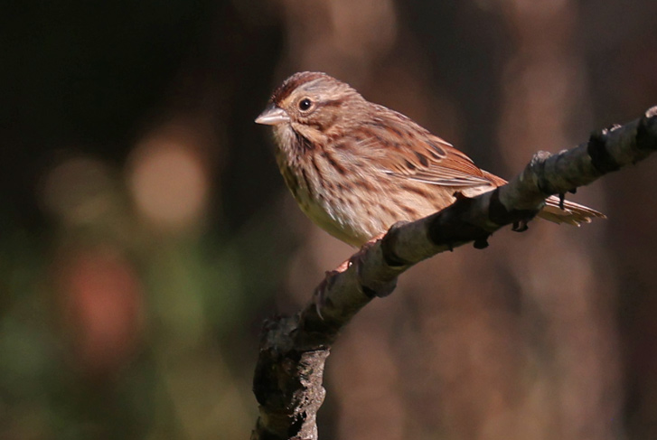 Song Sparrow Photo 1