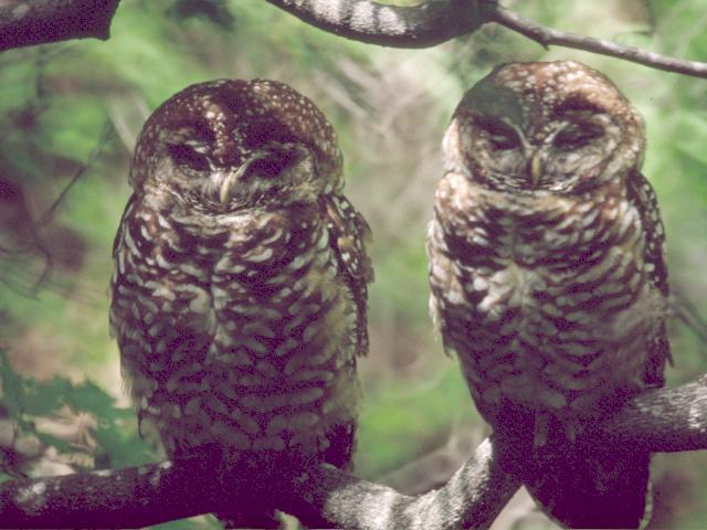 Spotted Owl