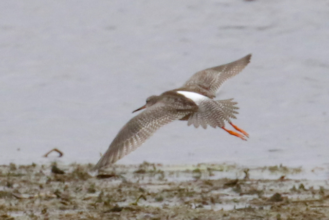 Spotted Redshank