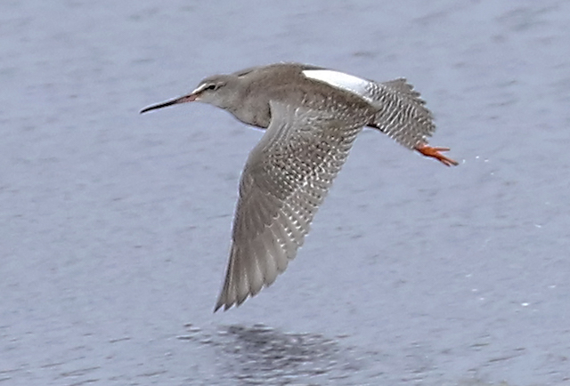 Spotted Redshank