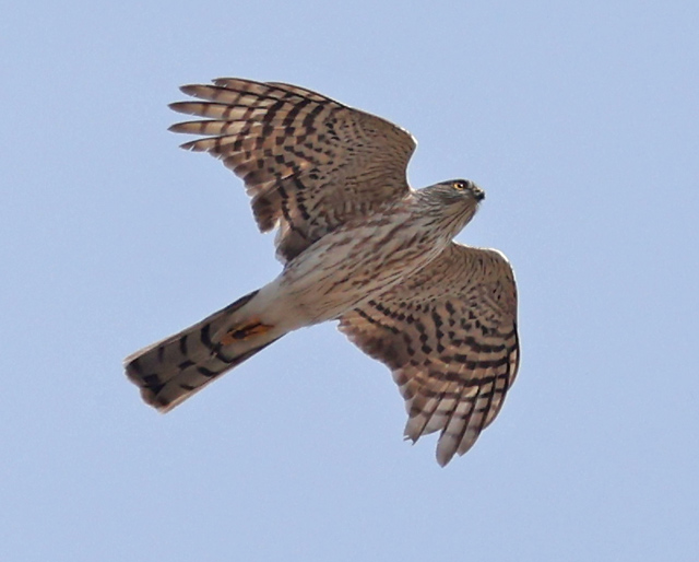 Sharp-shinned Hawk (immature in flight)