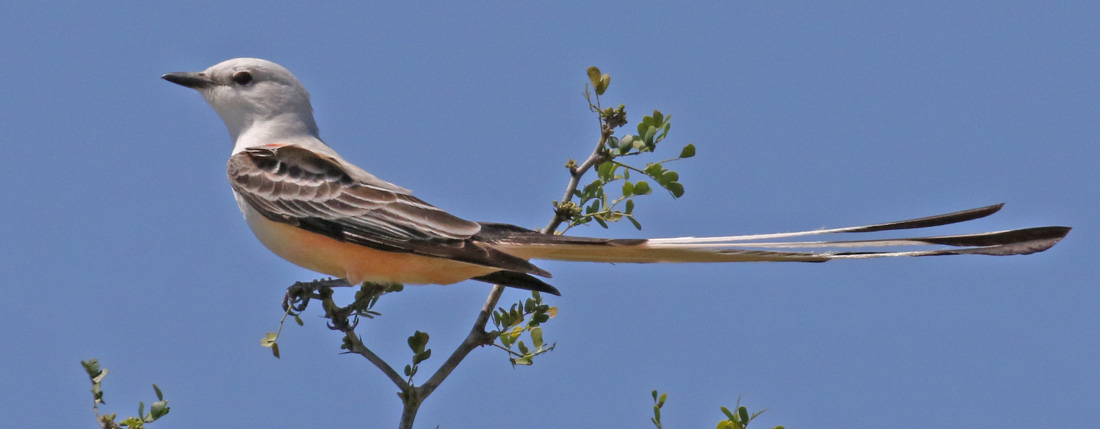Scissor-tailed Flycatcher Photo #2