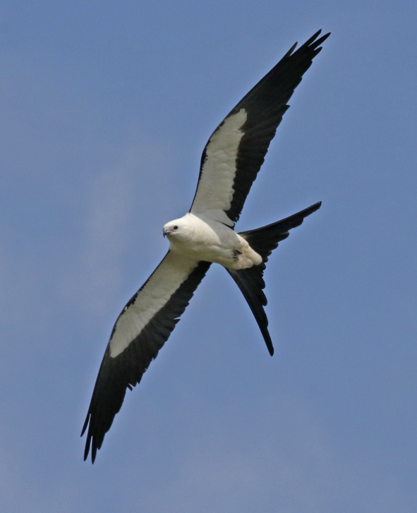 Swallow-tailed Kite (adult)