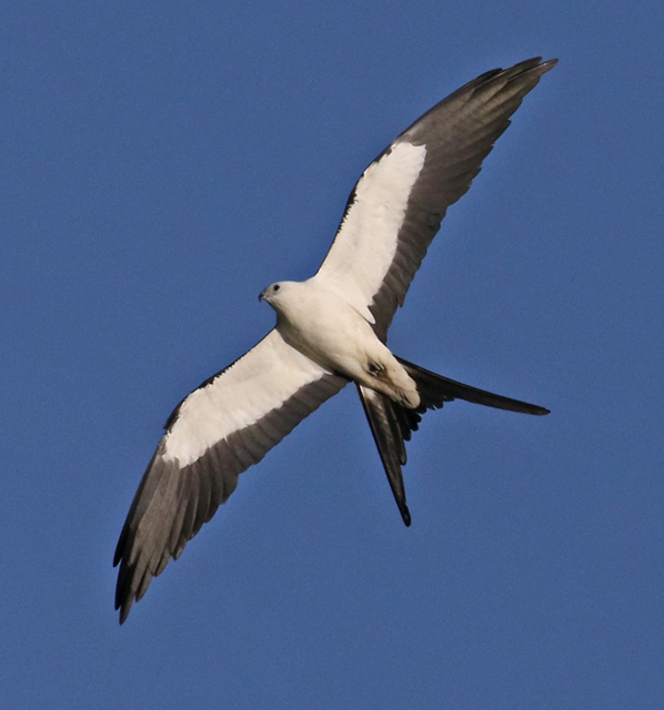Swallow-tailed Kite (adult)