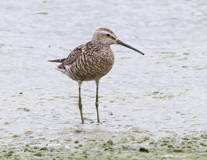 Stilt Sandpiper