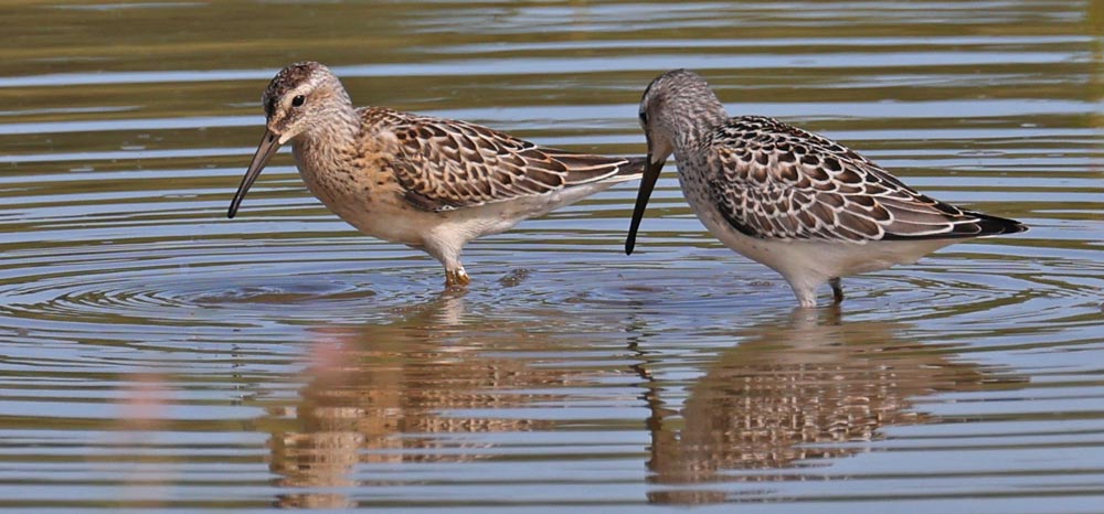 Stilt Sandpiper (juvenile)
