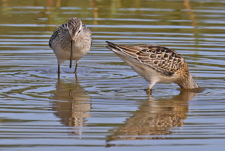 Stilt Sandpiper (juvenile)
