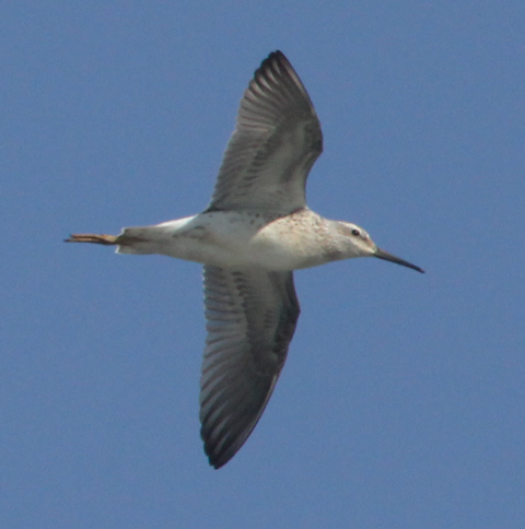 Stilt Sandpiper (juvenile in flight) photo #1