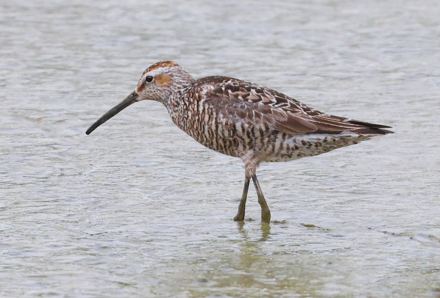 Stilt Sandpiper
