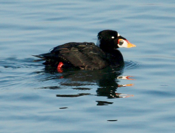 Surf Scoter (adult male)