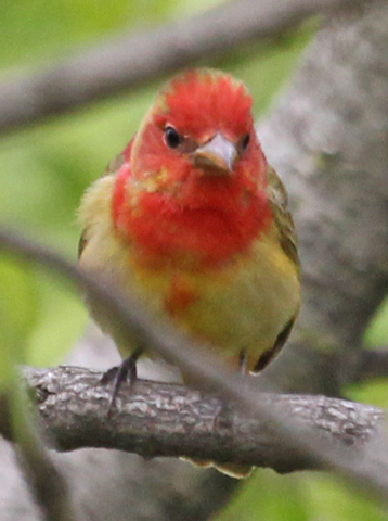 Summer Tanager (1st cycle male) Photo 3