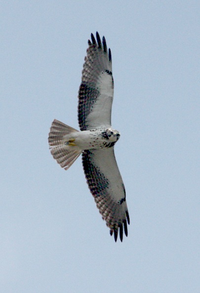Swainson's Hawk (immature in flight)- 