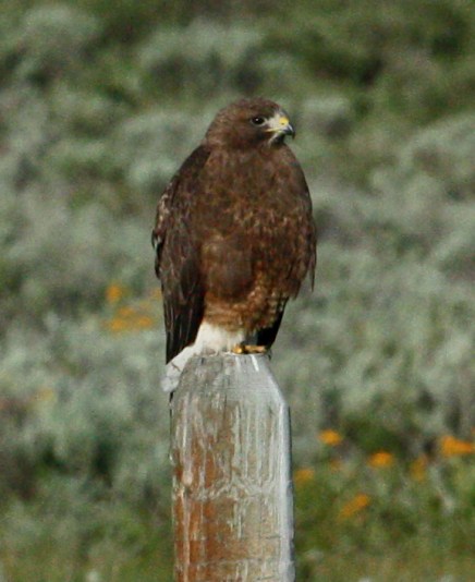 Swainson's Hawk (adult dark morph)