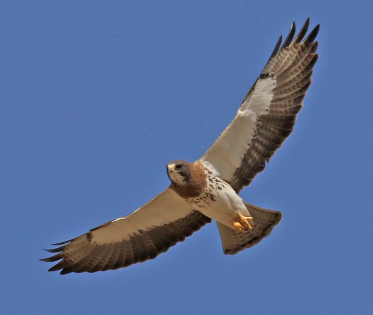 Swainson's Hawk (adult in flight)- 