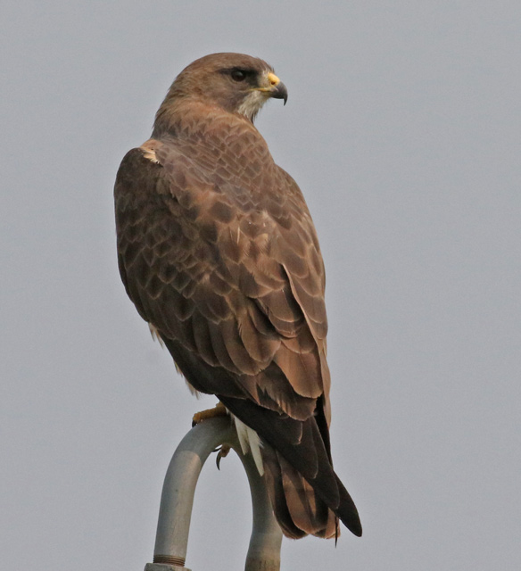 Swainson's Hawk (adult)
