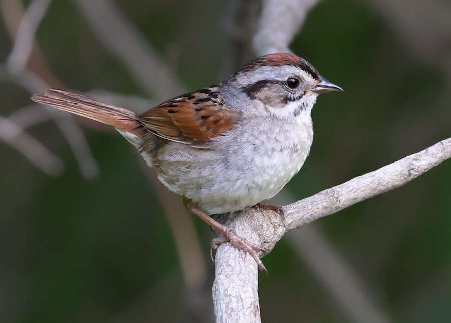 Swamp Sparrow photo #1