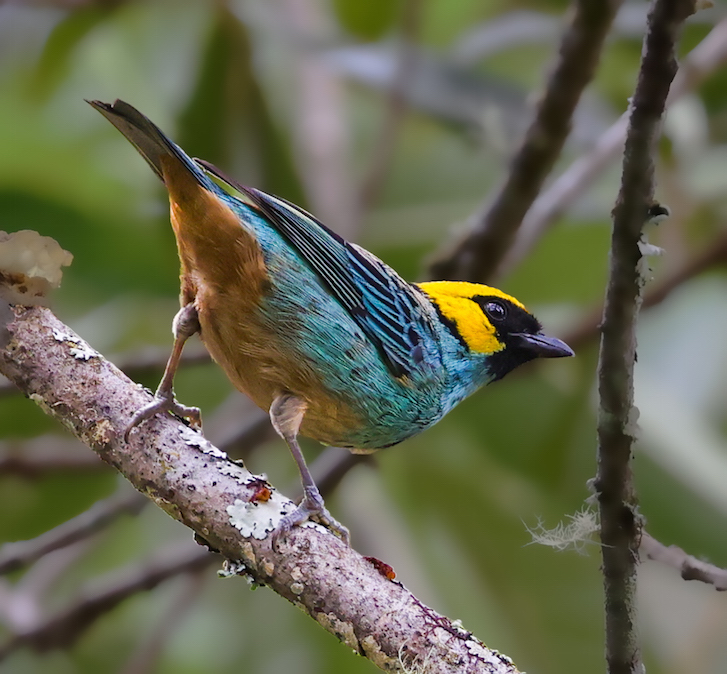 Saffron-crowned Tanager