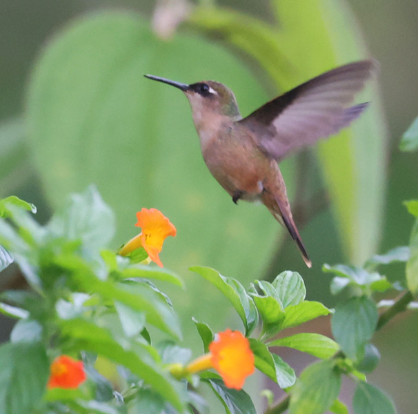 Santa Marta Blossomcrown