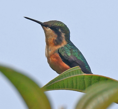 Santa Marta Woodstar