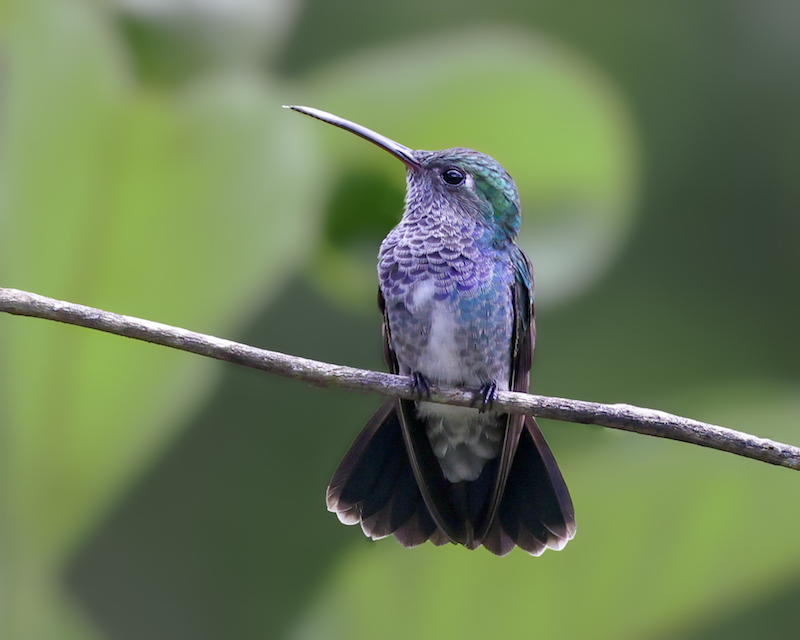 Sapphire-spangled Emerald