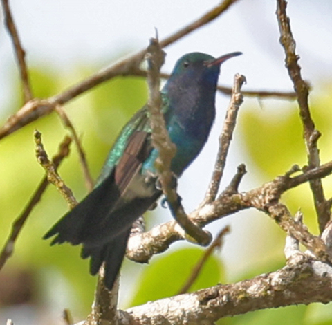 Sapphire-bellied Hummingbird