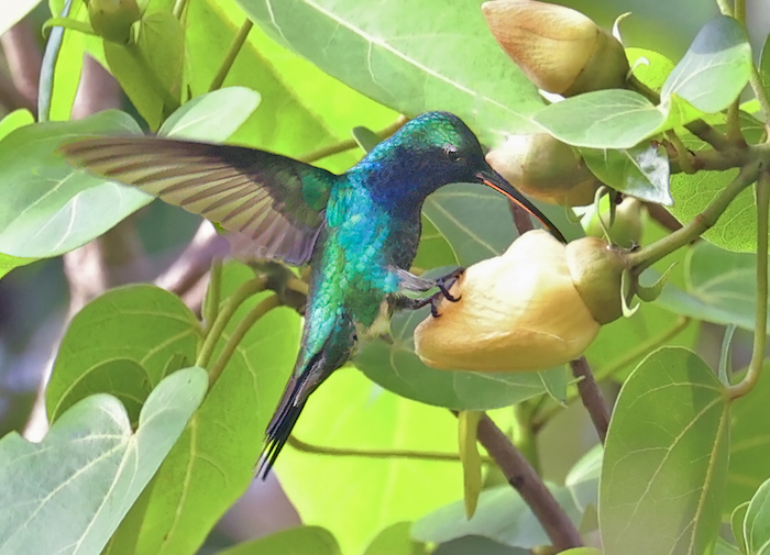 Sapphire-throated Hummingbird