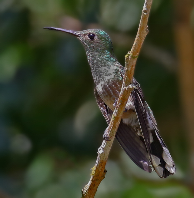 Scaly-breasted Hummingbird