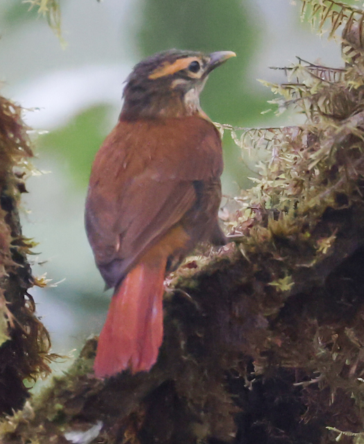 Scaly-throated Foliage-gleaner