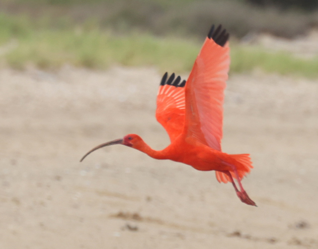 Scarlet Ibis