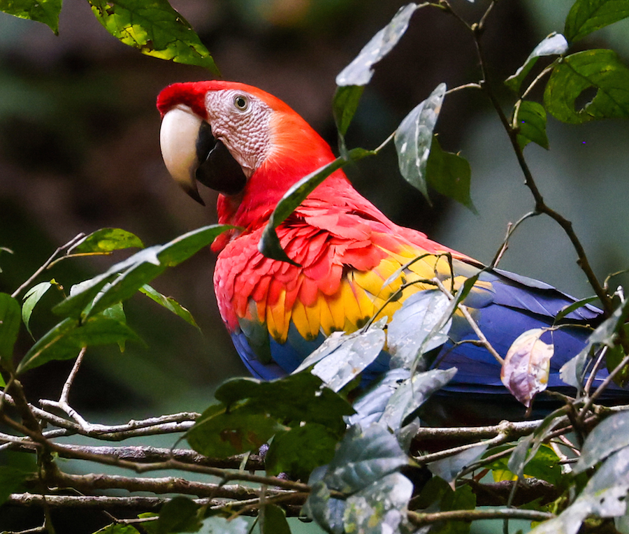 Scarlet Macaw