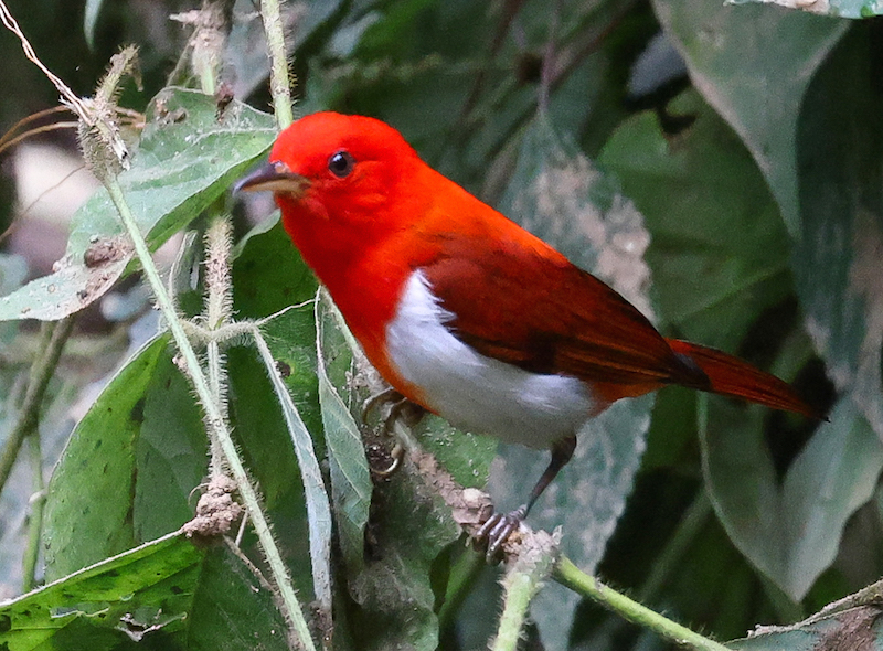 Scarlet-and-white Tanager 