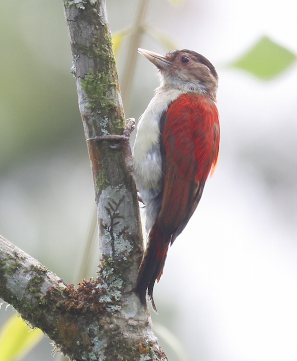 Scarlet-backed Woodpecker