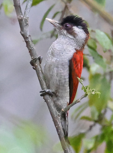 Scarlet-backed Woodpecker