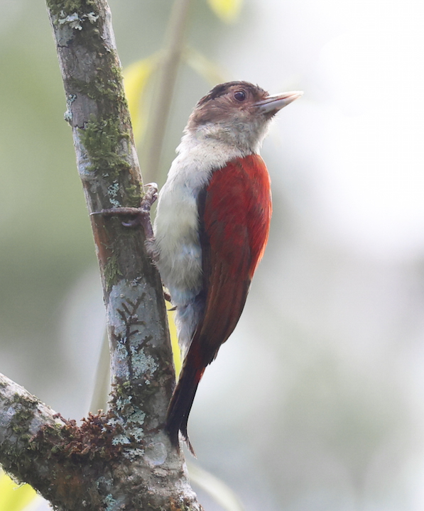 Scarlet-backed Woodpecker