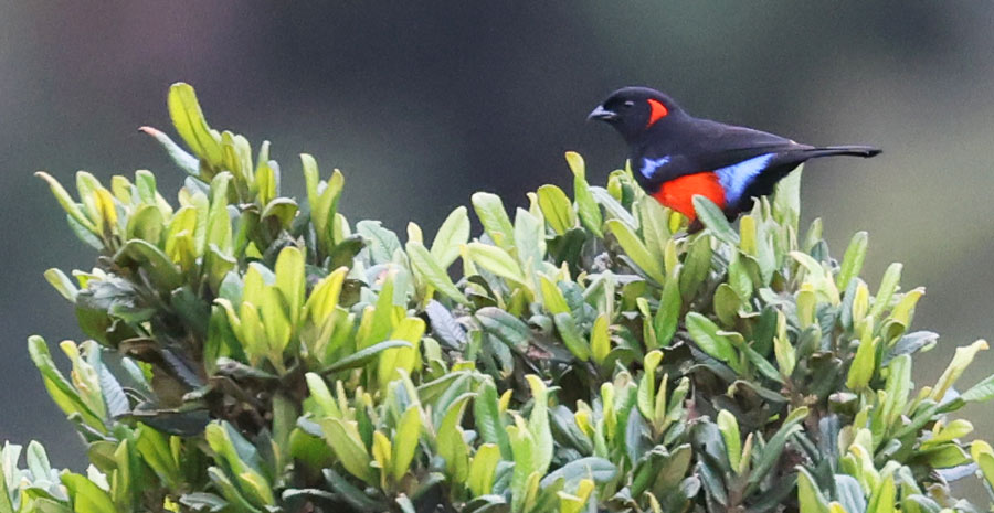 Scarlet-bellied Mountain-tanger