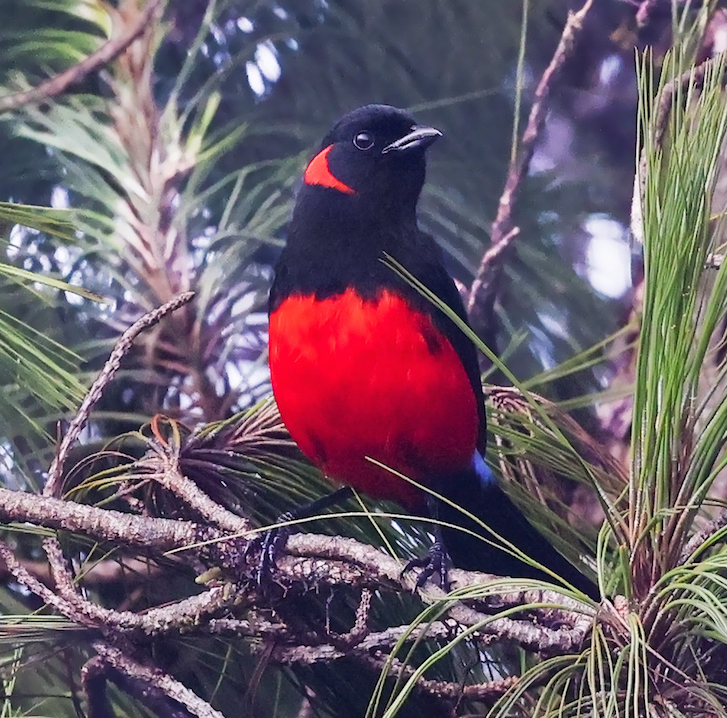 Scarlet-bellied Mountain-tanager