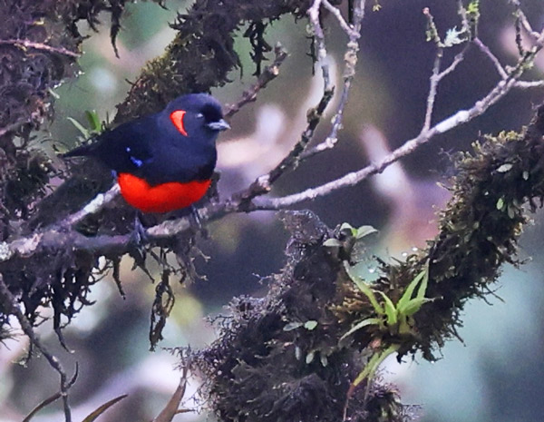 Scarlet-bellied Mountain-tanger