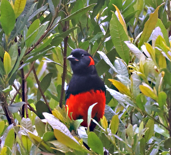 Scarlet-bellied Mountain-tanger
