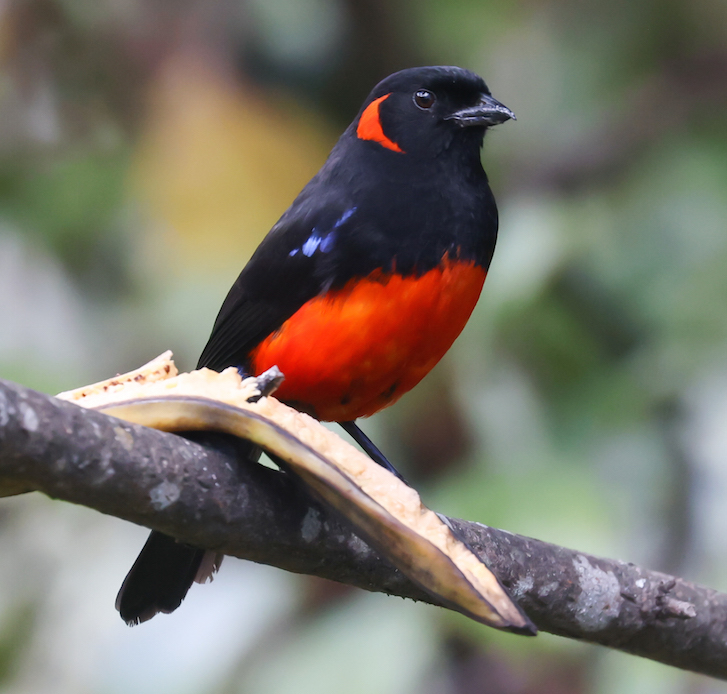 Scarlet-bellied Mountain-tanager