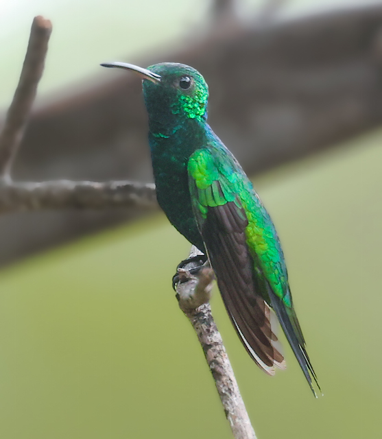 Shining-green Hummingbird