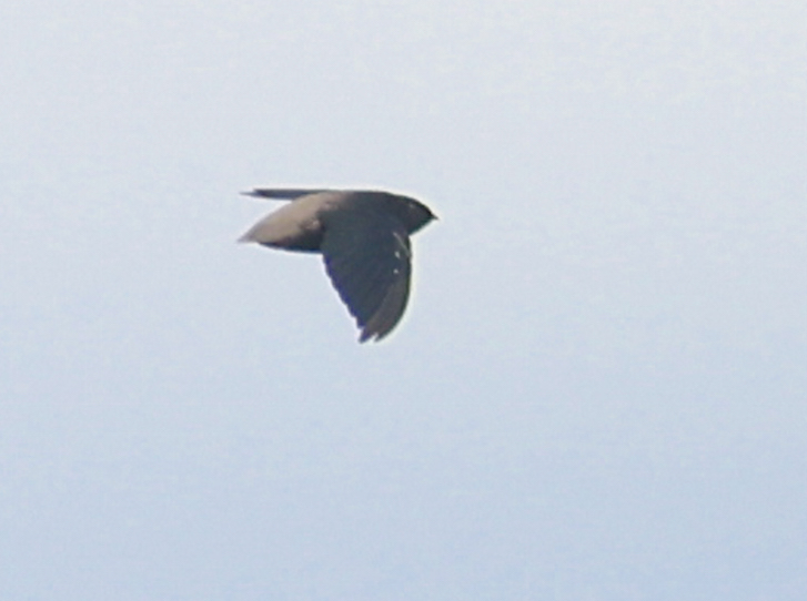 Short-tailed Swift