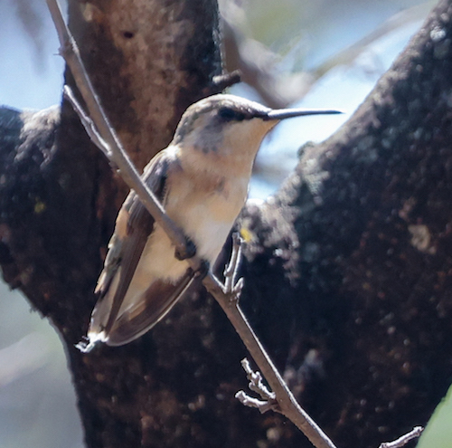 Short-tailed Woodstar